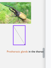 <p>They have <strong>Prothoracic glands</strong> int the <strong>thorax</strong></p>