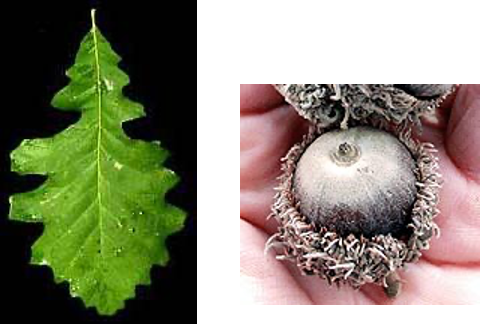 <p>big leaves - <span>•4-14” long, 7” wide,</span> big acorn - 2 inch</p>