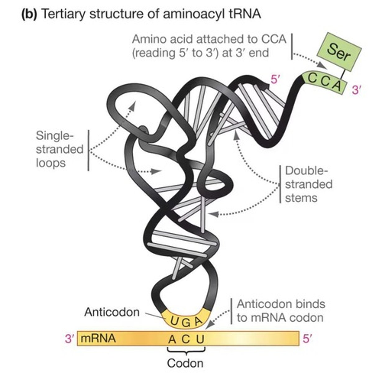 <p>It is the site for amino acid attachment.</p>