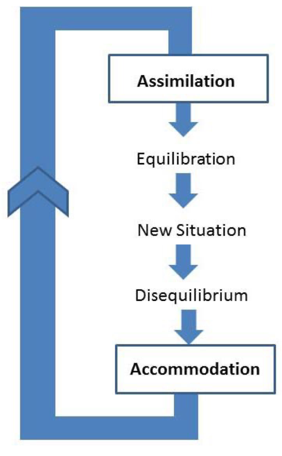 <ul><li><p><u>Cognitive equilibrium</u>: balance b/w the processes of assimilation and accomodation</p></li><li><p><u>Disequilibrium</u>: leads to cognitive growth because of the mismatch b/w children’s schemas and reality</p><ul><li><p>infants are driven to figure things out</p></li></ul></li></ul><p></p>