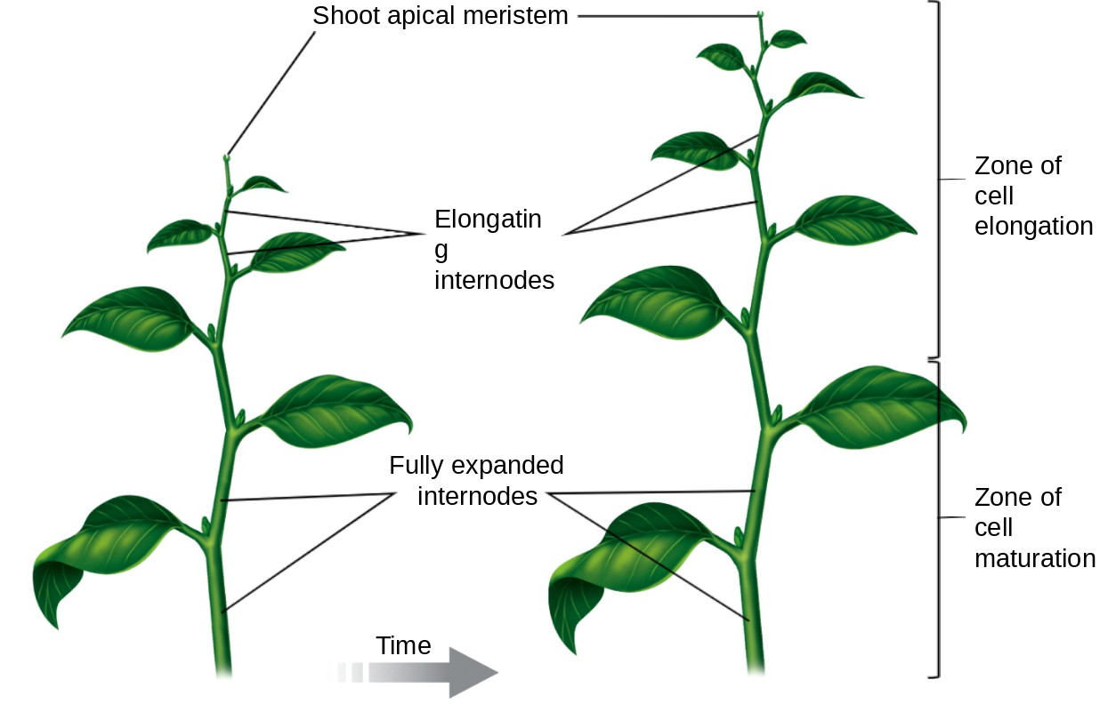 <p>the cells will age </p>