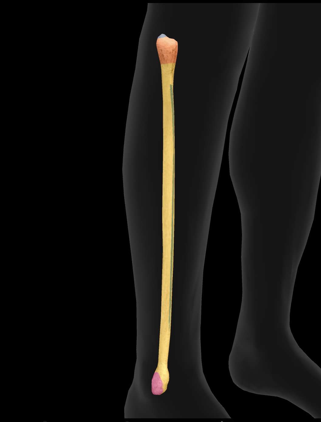 <p>The smaller of the two bones in the lower leg, located alongside the tibia, providing support and stability to the ankle. </p>