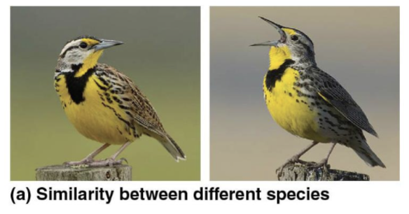 <p>Species</p>