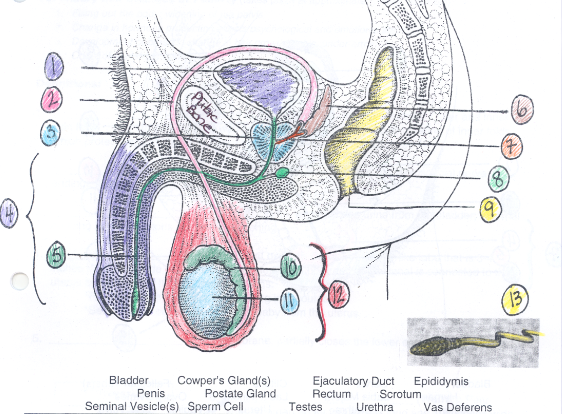 <p>seminal vesicle</p>