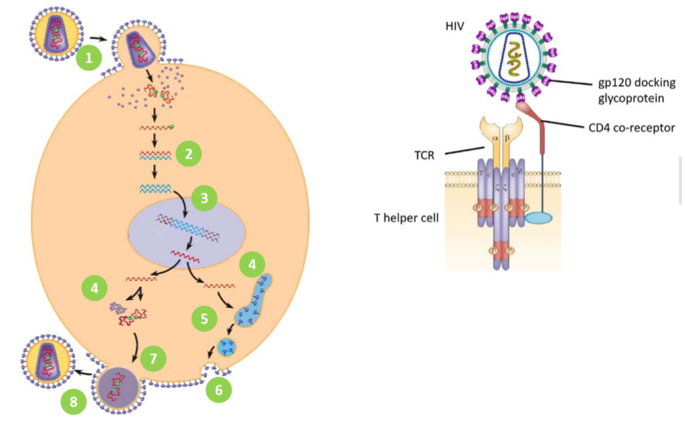 <p>1. HIV gp120 docking protein binds to CD4 co-receptor on Tₕ cells</p><p>• HIV fuses w/ cell membrane &amp; releases ssRNA into host cell</p><p>2: reverse transcriptase copies viral ssRNA to make dsDNA</p><p>3: viral DNA is transported into nucleus</p><p>• integrase inserts viral DNA into host DNA</p><p>4: transcription and translation of viral envelope protein gp160</p><p>• transcription of viral DNA into RNA to be used as new virus genome</p><p>• translation of RNA to make new viral polyprotein</p><p>: viral envelope protein gp160 passes through secretory pathway where it is cleaved to form</p><p>gp120 + gp41</p><p>6: viral envelope proteins are incorporated into host cell membrane</p><p>7: new viral RNA and polyprotein move to cell surface and new immature HIV virion forms by</p><p>budding from cell membrane</p><p>8: virus matures when HIV protease cleaves individual HIV proteins and enzymes from polyprotein</p><p>• virus is now infectious</p>