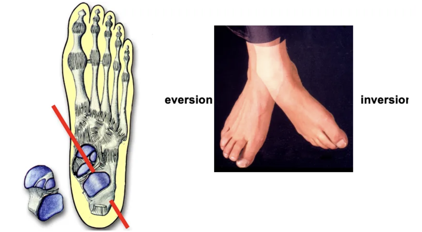 <ul><li><p>The subtalar joint is located between the talus and calcaneus</p></li><li><p>It allows inversion and eversion</p></li><li><p>It is a synovial joint with an atypical shape.</p></li></ul><p></p>