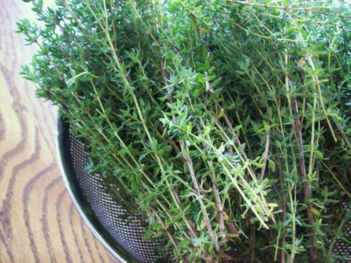 <p>common thyme</p>