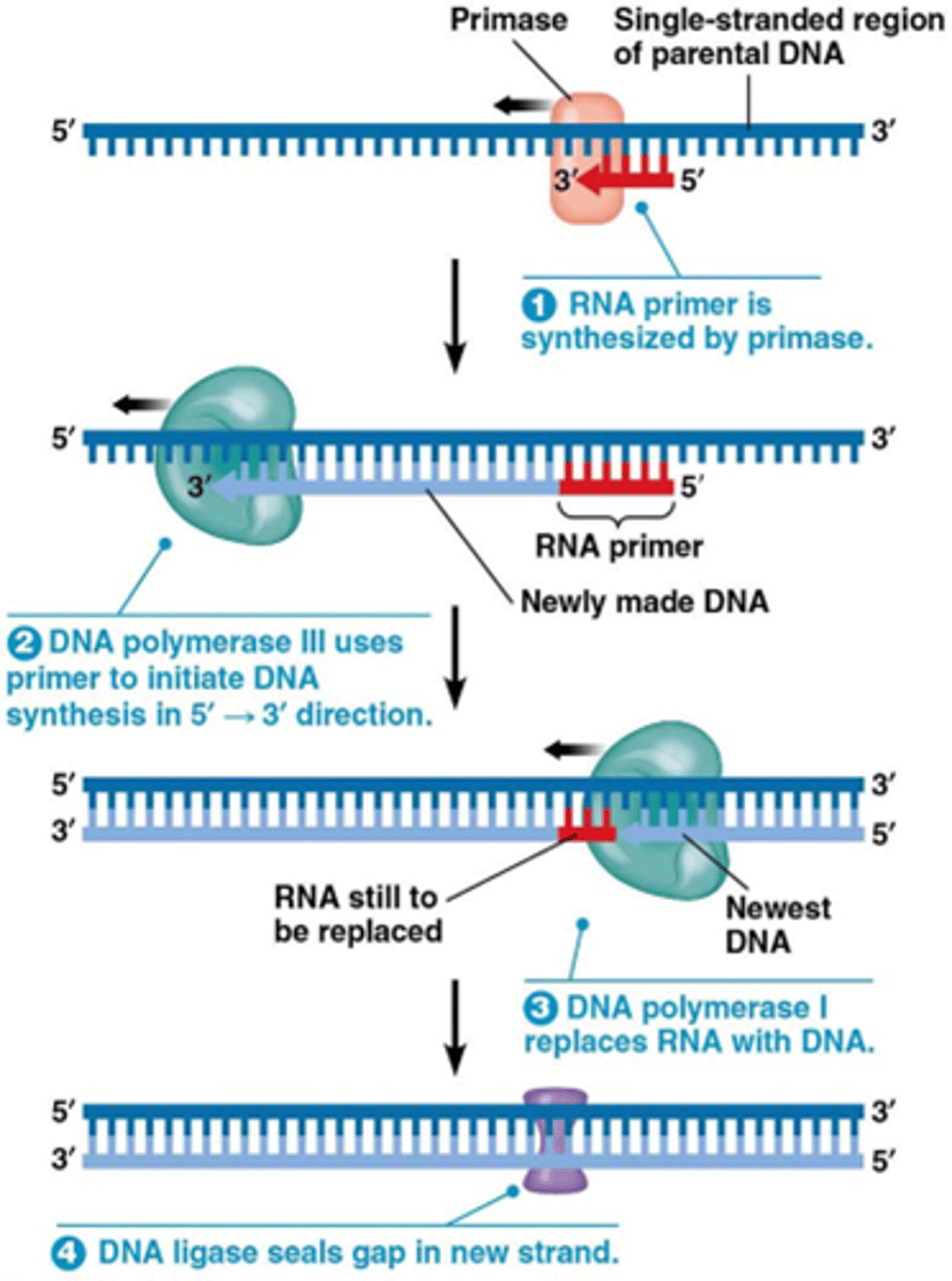 <p>RNA polymerase dat RNA primers synthetiseert (van ca. 10 nucleotide) met DNA als matrijs in 5' naar 3' richting. De RNA synthese is de novo. </p><p>Primase + helicase vormen primosoom in bacteria.</p><p>NTP's als substraat en geen dNTP's als substraat</p>