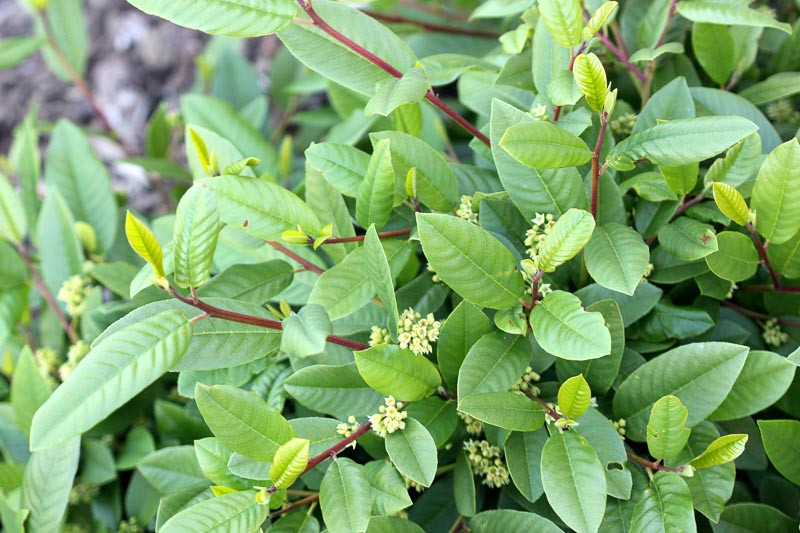 <ul><li><p>Frangula (Rhamnus) californica</p></li><li><p>chaparral</p></li></ul>