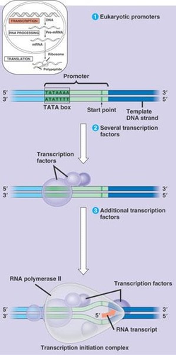 <p>DNA sequence where RNA polymerase binds.</p>