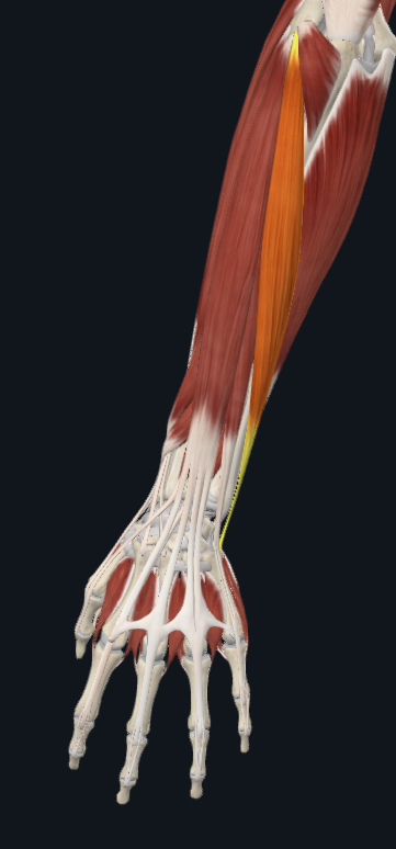 <p>facing back of hand</p>