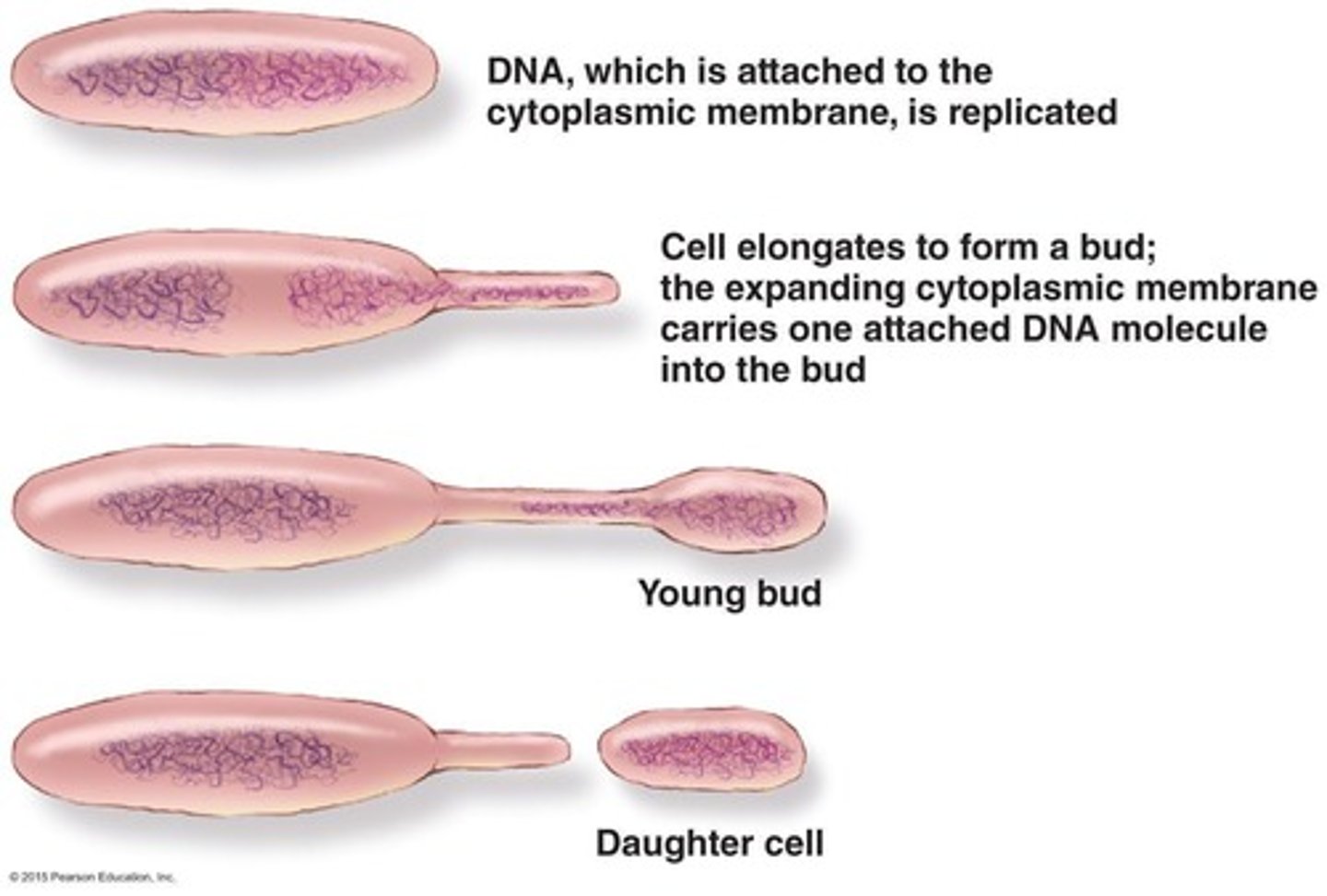 <p>Asexual reproduction where new cells form from parent.</p>