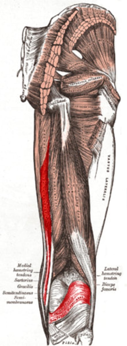 <p>origin: ischium</p><p>insertion: tibia</p><p>action: flexes knee</p>