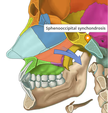 <p>which synchondrosis is the most important site of growth on the skull </p>