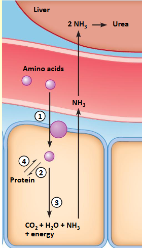 <p>Uptake: specialized transporters</p><p>Storage: assembled to proteins</p><p>Used: deamination NH3 (Krebs, OXPHOS)<br>Proteins degraded to amino acids (proteolysis) if necessary</p><p><br>Proteins always have a functional role</p>