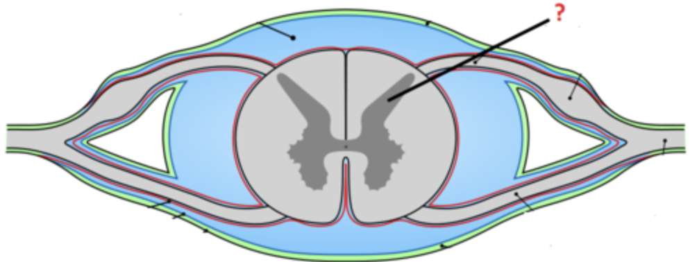 Brain and spinal cord tissue that appears gray with the naked eye; consists mainly of neuronal cell bodies (nuclei) and unmyelinated axons

