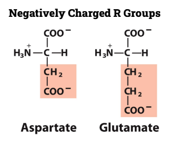 <p>Aspartate</p><p>Glutamate</p>