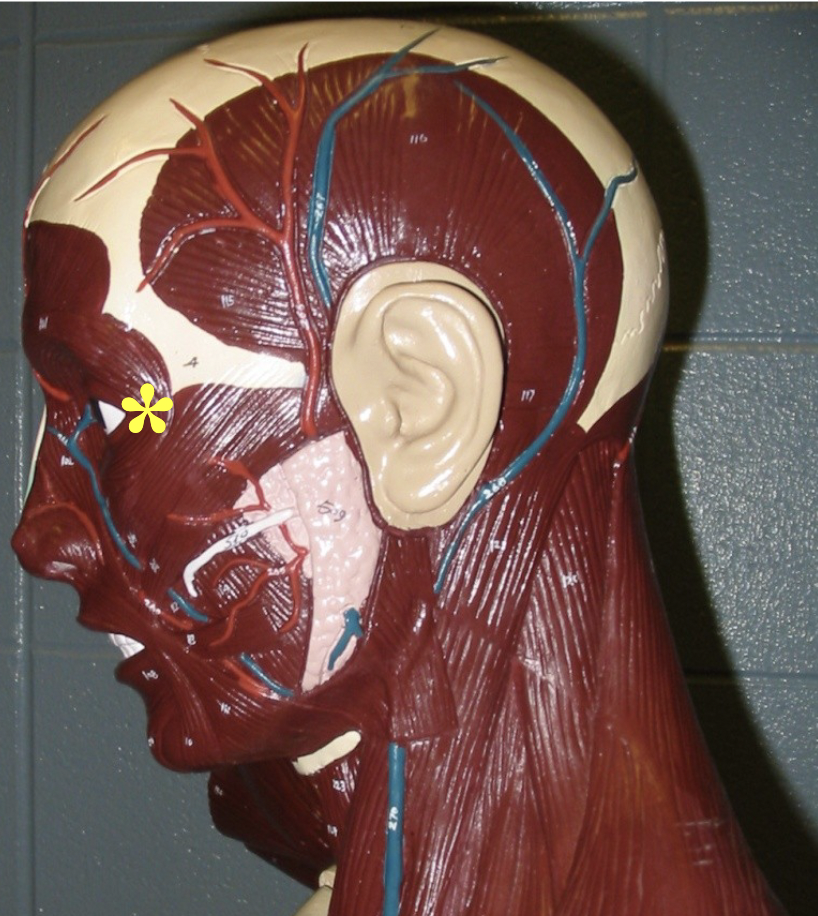 <p>Action: Closes eye</p>