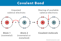 <p>bond formed by the sharing of electrons between atoms</p>