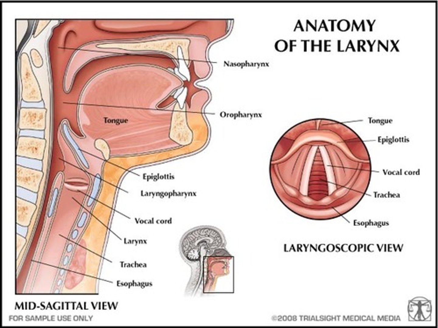<p></p><p>portion of the respiratory tract that contains the vocal cords (located right behind &amp; below the tongue)</p><p>-about 5-7cm long</p><p>-upper boundary= tip of epiglottis, opposite of the 3-4th cervical vertebra</p><p>-lower end = lower border of the cricoid cartilage near the 6th cervical vertebra</p><p>-medial to the structures of the carotid sheath</p><p>-located above/medial to the inferior/superior thyroid arteries</p><p>-located below the hyoid bone</p><p>-located above the thyroid gland</p><p>*<span style="text-decoration:underline">structure rigidity made from 3 unpaired cartilages</span> --&gt; epiglottis, thyroid cartilage, &amp; cricoid cartilage </p><p></p><p><span style="text-decoration:underline">Function</span></p><p>     -<span class="bgY">phonation</span> = production of sound --&gt; tone of voice produced when vocal cords vibrate &amp; air moves past them</p><p>    -sphincter for the respiratory system--&gt; regulates the amount of air that comes in &amp; out of lungs (can be used to increase abdominal pressure when pushing things out = <span class="bgY">Valsalva Maneuver)</span></p><p>     -involved in action of swallowing (<span class="bgY">deglutition</span>) --&gt; acts w/ oral cavity &amp; oropharynx</p><p></p><p>*innervated by the superior &amp; recurrent laryngeal nerves (branches of Vagus Nerve CNX)</p>