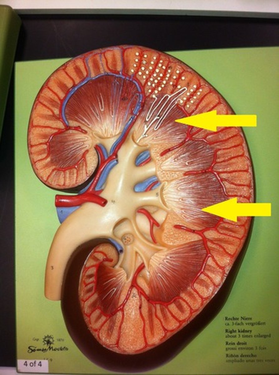 <p>Inner region of and organ; The renal medulla is the inner region of the kidney</p>