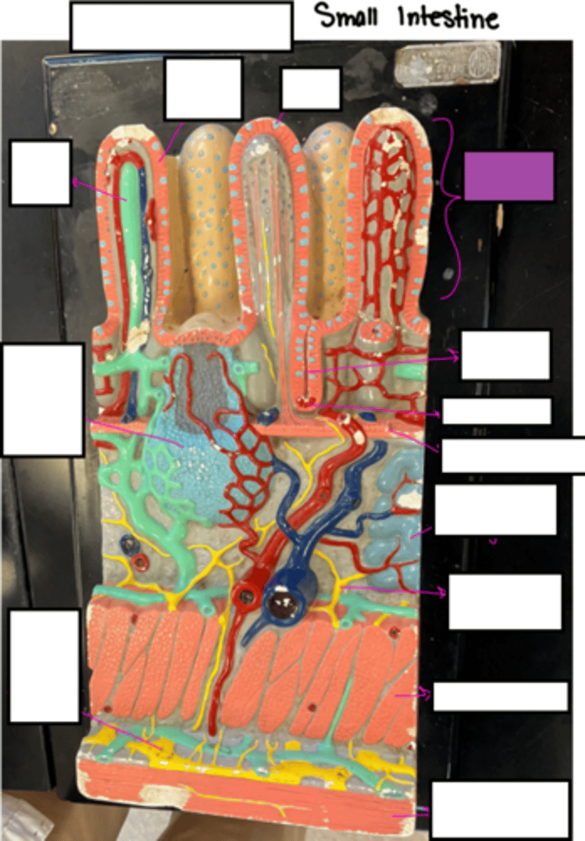 knowt flashcard image