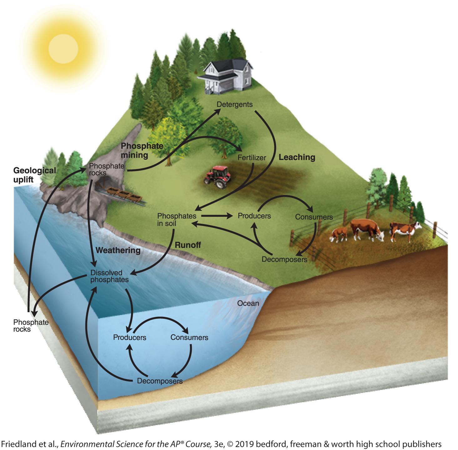 <ol><li><p><strong>Weathering</strong>: Phosphorus is released from rocks through natural processes like rain or wind.</p></li><li><p><strong>Transportation</strong>: Phosphorus moves between land and water via runoff or groundwater (no atmospheric phase).</p></li><li><p><strong>Absorption</strong>: Plants and animals absorb phosphorus to create DNA and other essential molecules.</p></li><li><p><strong>Decomposition</strong>: When organisms die, decomposers return phosphorus to the soil or water.</p></li><li><p><strong>Sedimentation</strong>: Excess phosphorus can sink to the bottom of water bodies, stored in rocks or soil.</p></li><li><p><strong>Geologic Uplift</strong>: Over time, ocean layers rise into mountains, where rocks weather and release phosphorus back into the soil.</p></li></ol><p></p>
