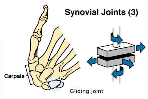 <p>gliding joint</p>