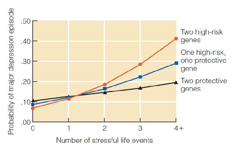 <p>People with different genes are affected differently by environmental influences. </p>