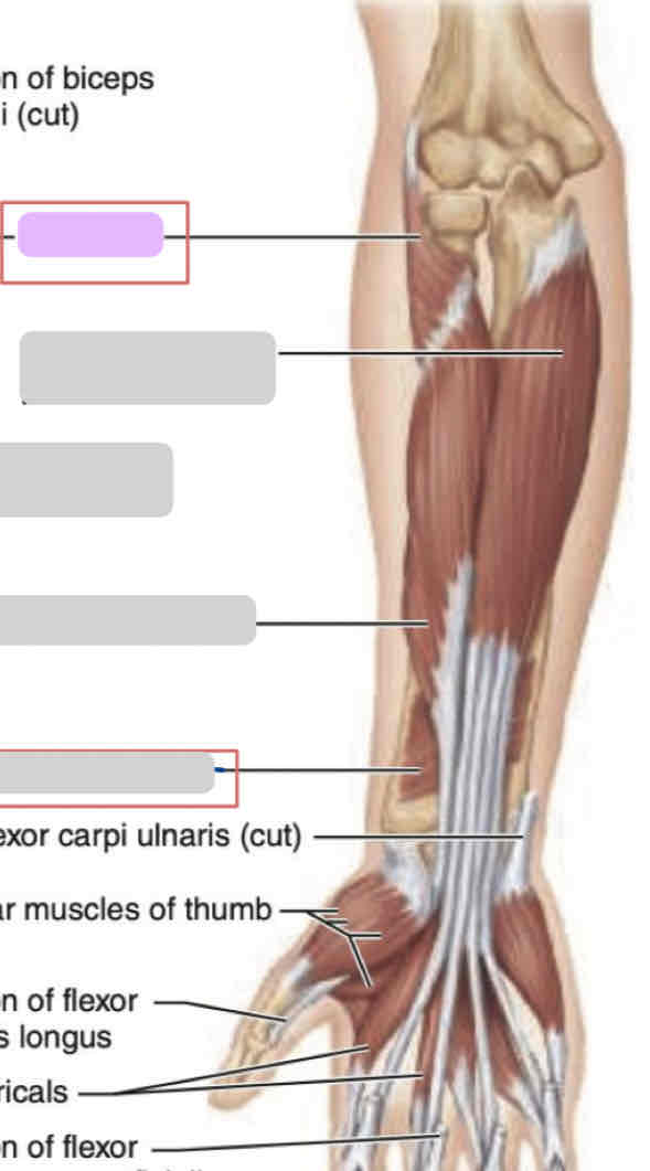 <p><span>Anterior arm (deep)</span></p>