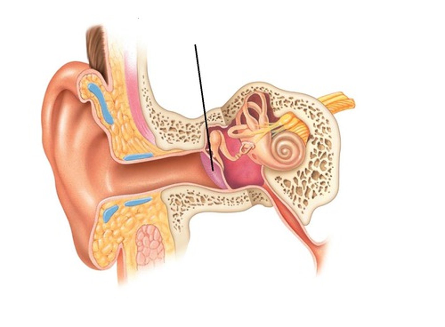 <p>Eardrum vibrating in response to sound.</p>