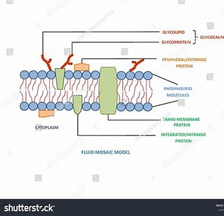 <p>has polar, hydrophilic amino acids (heads) in contact with water outside the membrane</p><p>non-polar hydrophobic tails in contact with the fatty acid chains inside the membrane</p>