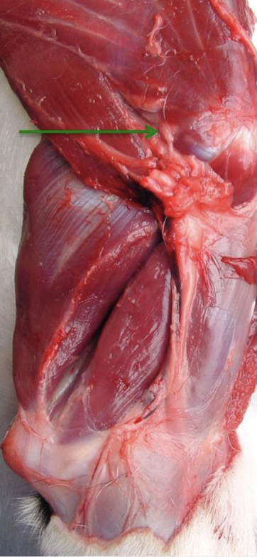 <p><span>Which nerve is shown in this picture?</span></p>