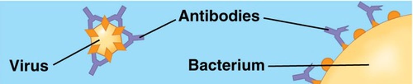 <p>Antibodies fight against infection</p>