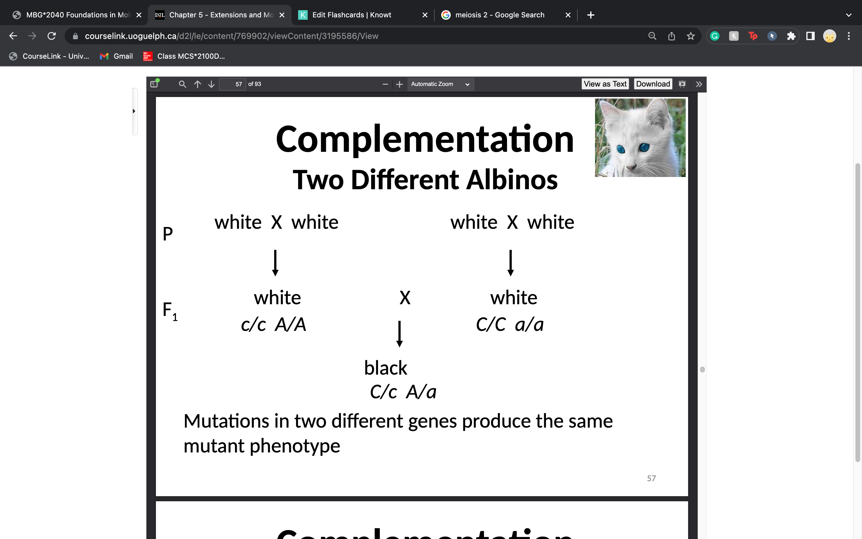 2 strains of an organism w/ different homozygous recessive mutations that produce the SAME phenotype, produce offspring of the wild-type phenotype when mated or crossed

-the other genome supplies the wild-type allele to "complement" the mutated allele