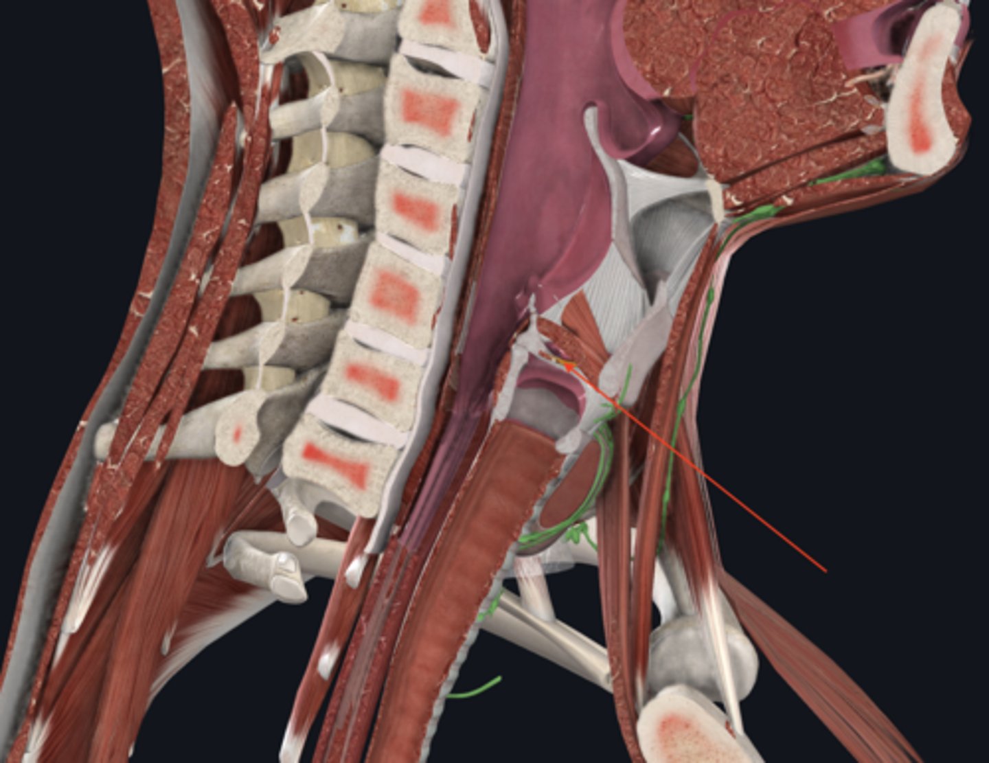 <p>name this muscle</p>