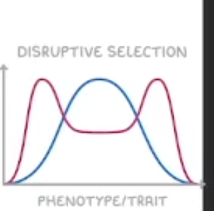 <p>Favours both extreme phenotypes, selecting against intermediate</p><p>Can lead to two distinct phenotypes and potentially speciation </p>