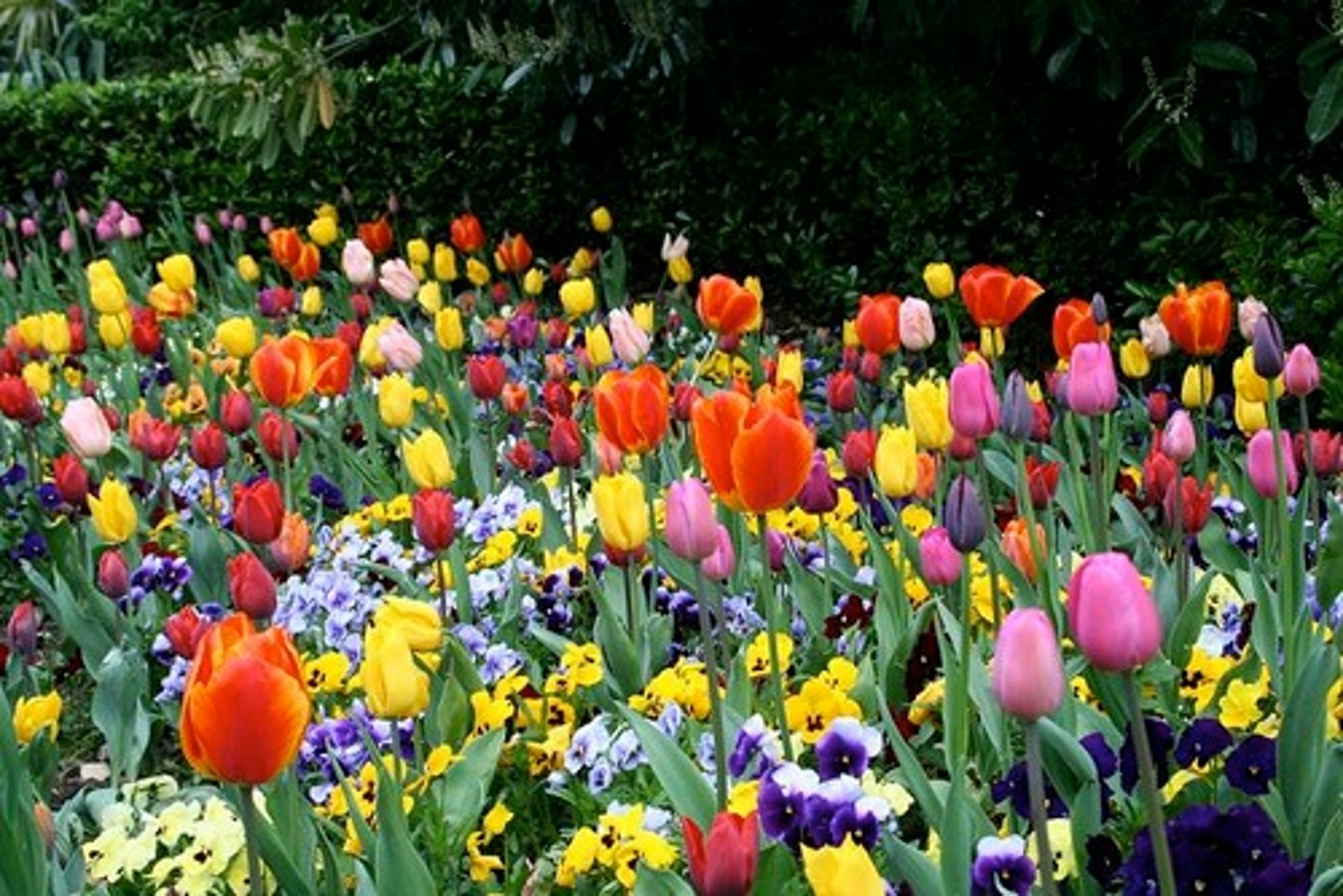 <p>flowers</p>