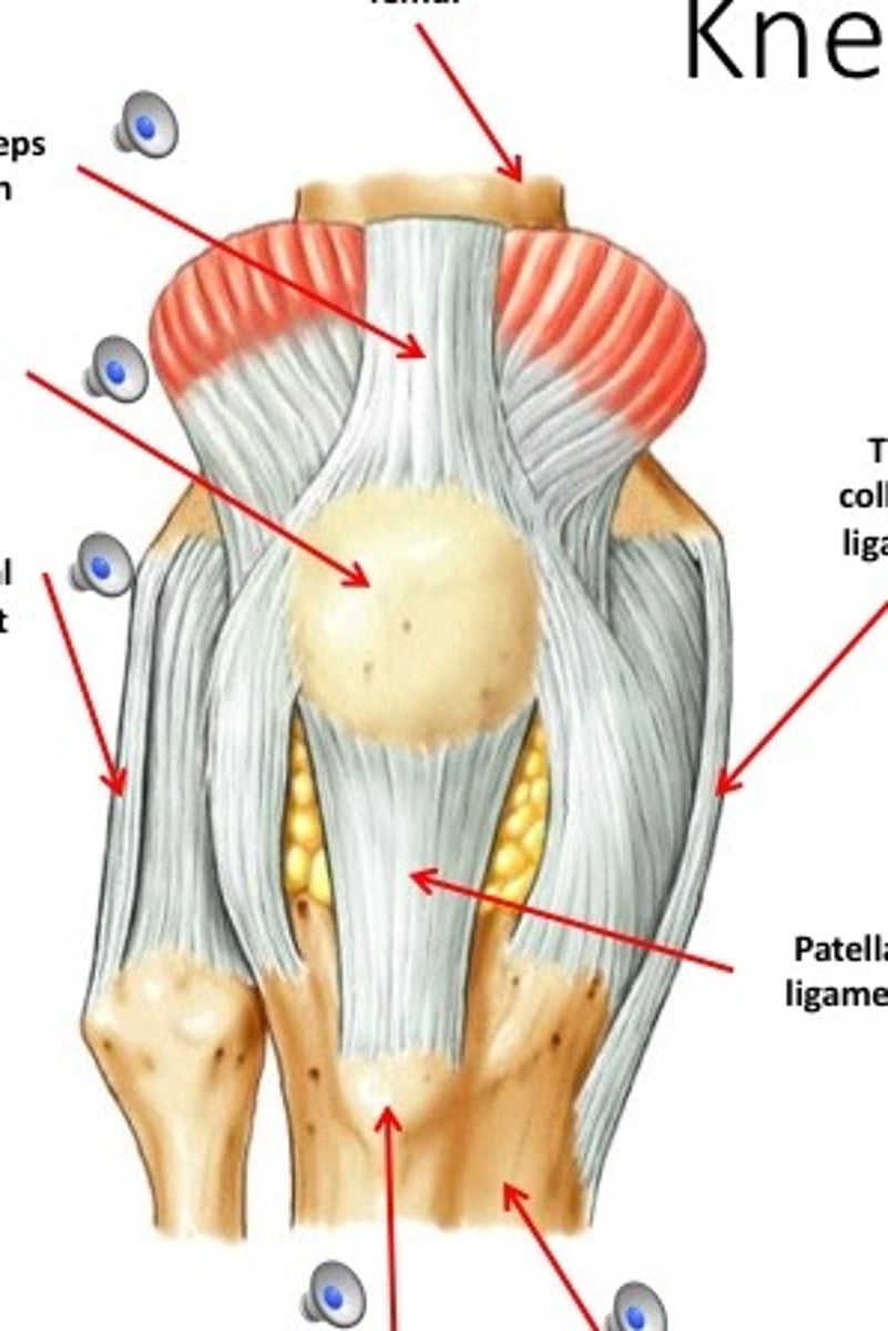 <p>- articulation of the medial/lateral femoral condyles with the medial/lateral tibial condyles</p><p>- hinge type of synovial joint</p><p>- permits flexion/extension of the knee</p>