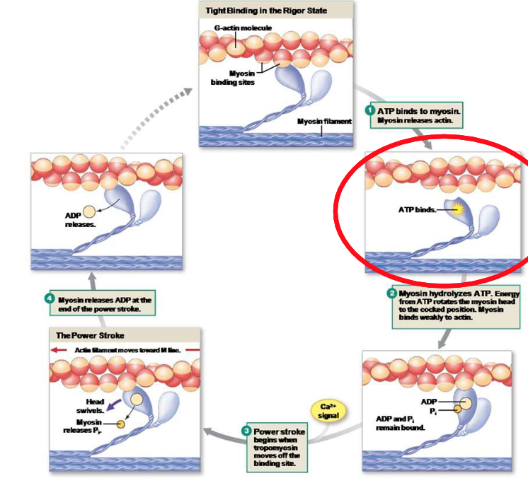 <p>Explain the first step of the crossbridge cycle.</p>