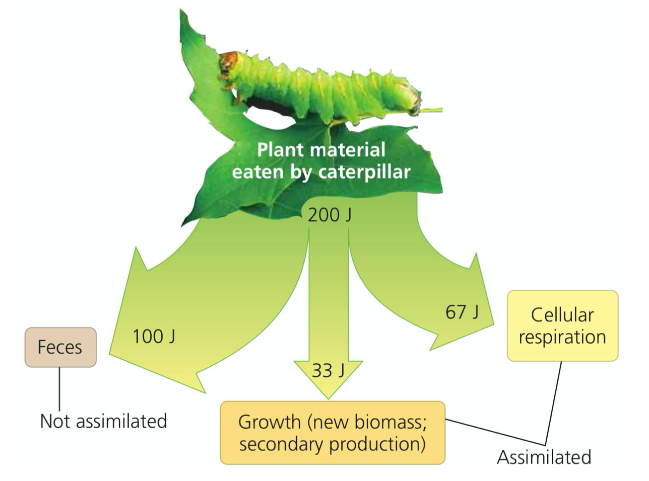 Production Efficiency
○ The production efficiency of the caterpillar in the figure is 33%
■ 67J is used for respiration
■ 100 J is not assimilated due to defecation
○ Birds and mammals have lower production efficiencies, ___%
■ Use so much energy in maintaining _____, high temperature
■ Fishes are ectothermic, ~__% production efficiency
■ Insects and microorganisms are most efficient, > __%