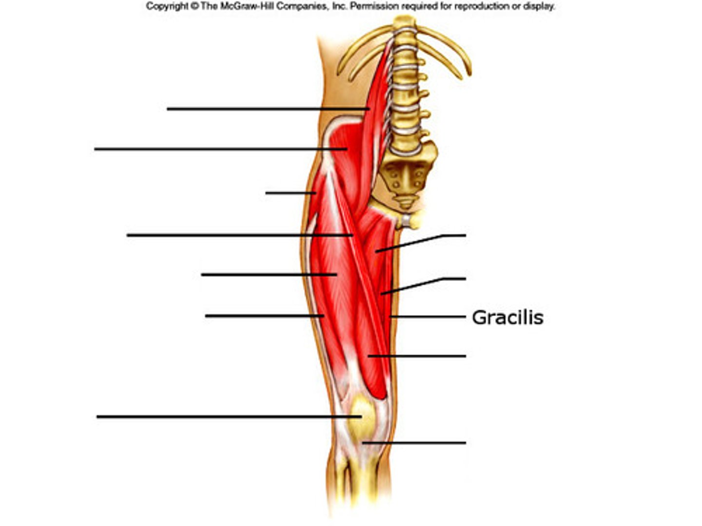 <p>Adducts the hip; Flexes and internally rotates lower leg</p>