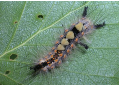 <ul><li><p>sexual dimorphism</p></li><li><p>some of most costly forest pests</p></li></ul><p></p>