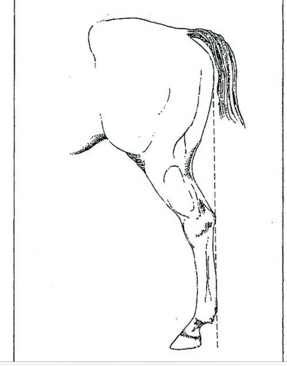 <p>Horse </p>