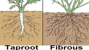 <p>A large main root with smaller roots growing around it.</p>