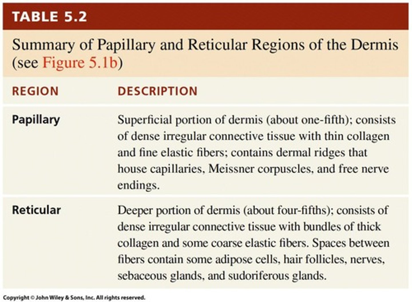 <p>Upper dermis with areolar connective tissue.</p>
