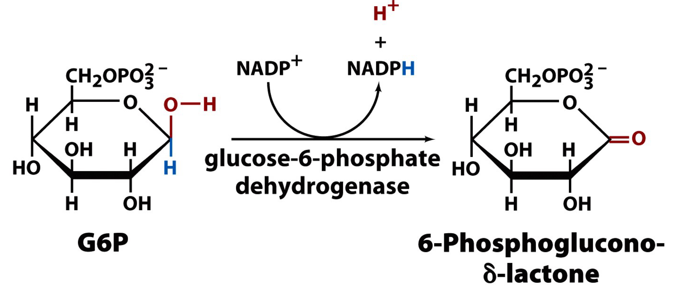 reaction of glucose-6-phosphate to 6-phosphoglucono-δ-lactone by glucose-6-phosphate dehydrogenase, releasing an NADPH and an H+

the hydride ion transfer from C1 of G6P to NADP+ to generate NADPH

highly regulated by NADP+ activity (build up of NADP+ stimulates activity)

G6P is oxidized to a lactone