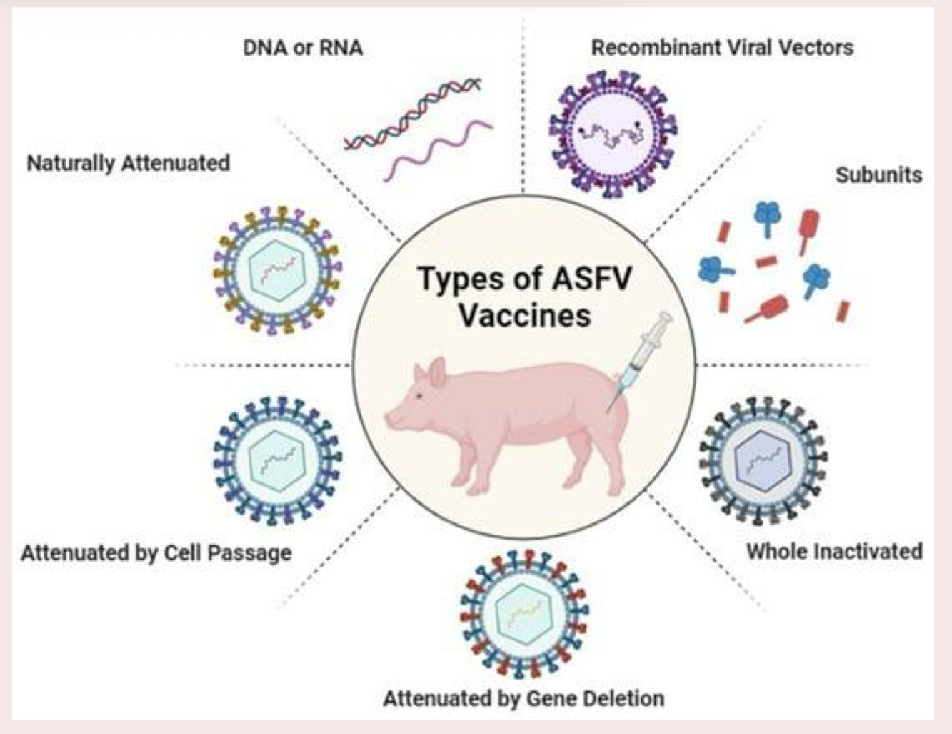 <ul><li><p>currently no vaccine available </p></li><li><p>WHY??? It’s complicated!!</p></li></ul><ol><li><p>diversity of viral strains (23 genotypes)</p></li><li><p>inadequate understanding of virus-host-cell interaction </p></li><li><p>inadequate understanding of protective antigens </p></li><li><p>genetic diversity of the host (diff. genuses) </p></li></ol><p></p>