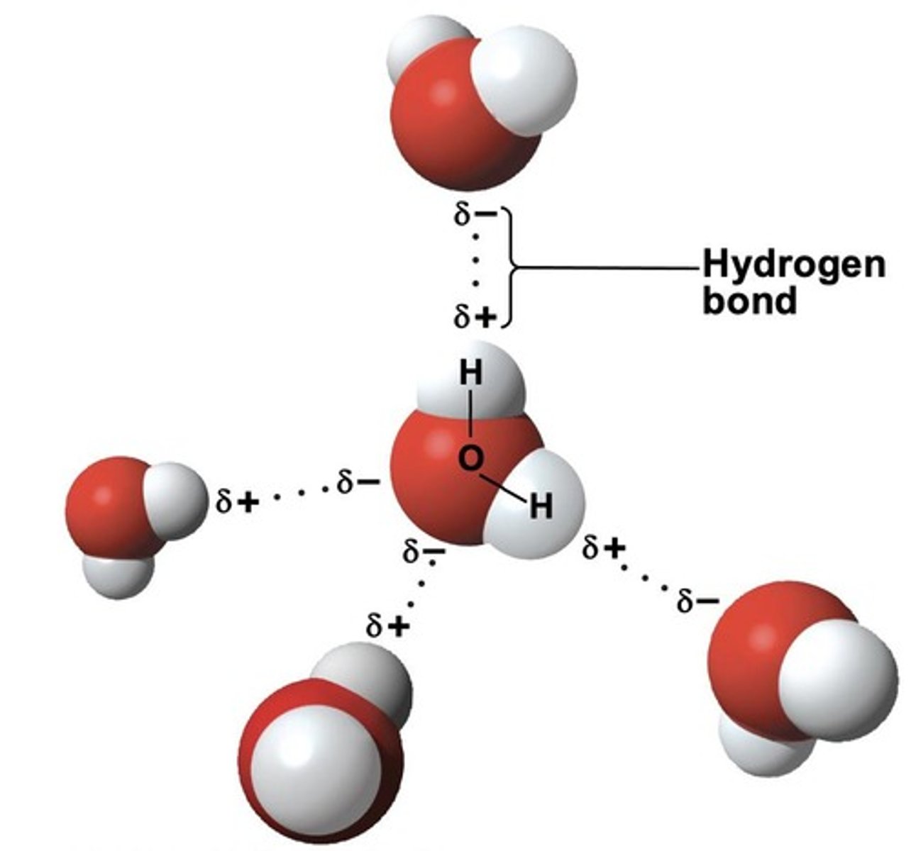 <p>The unique properties of water arise from its ability to form extensive hydrogen bonds.</p>