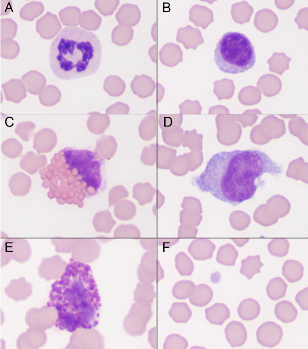 <p>name the spiece and type of cells </p>